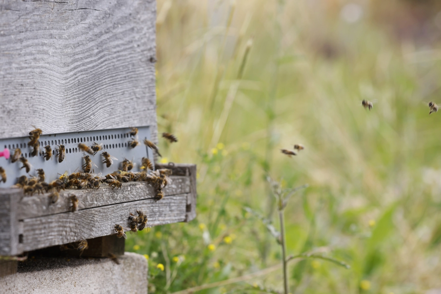 Bienen fliegen in einen Bienenstock.