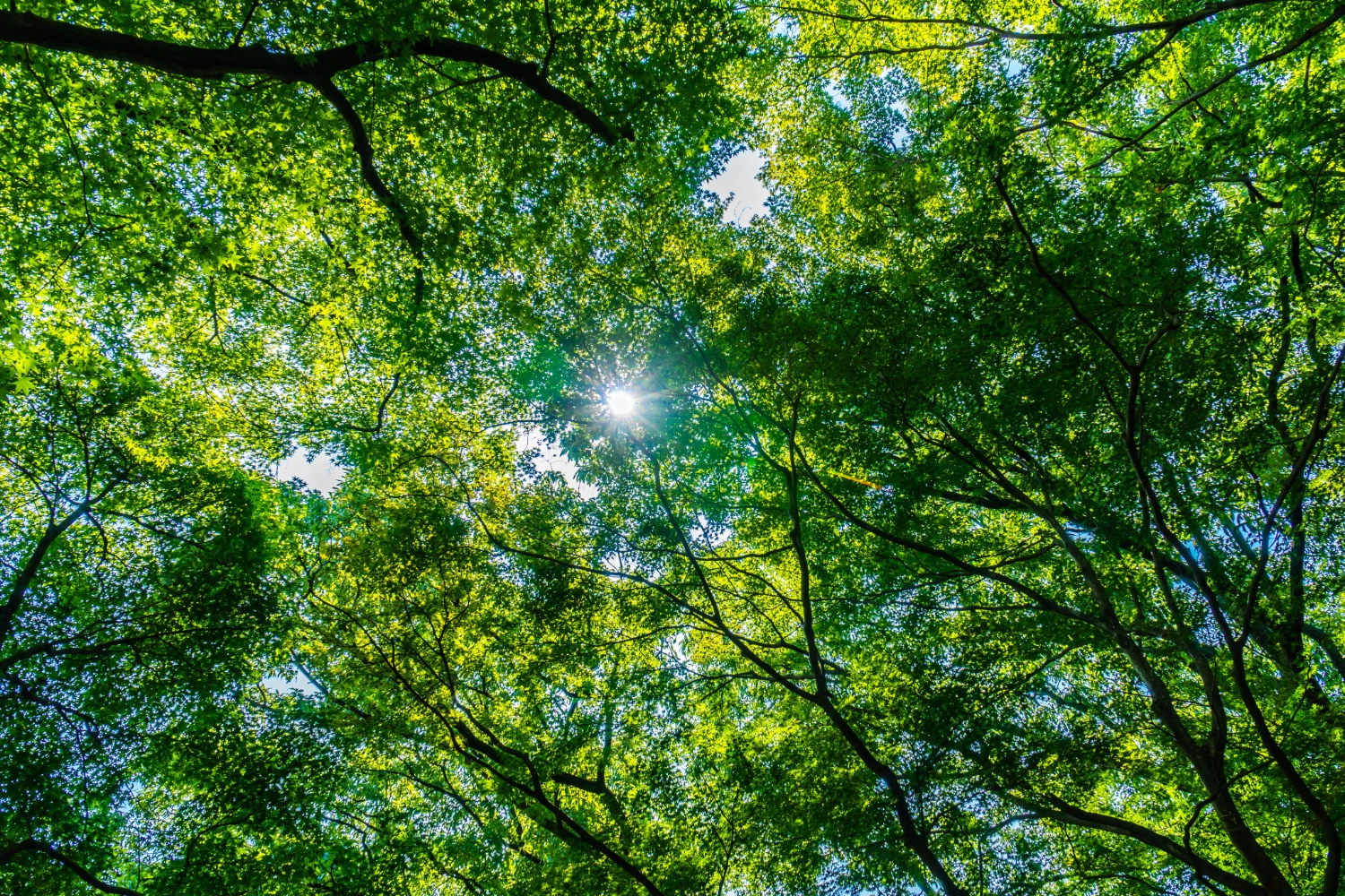 Bild der Sonne, die durch die Baumwipfel nach unten scheint.